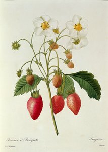 Fragaria (Fresa), grabado por Chapuis, de 